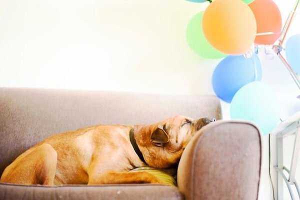 How Can You Tell if Your Dog Is Dreaming?